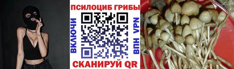 Псилоцибиновые грибы Cubensis  Купить где  Приморск 